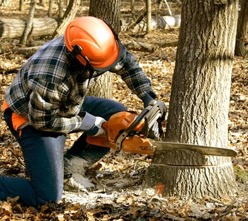 Tree Removal in Clarks Summit, PA